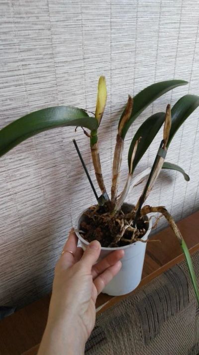 Лот: 10934343. Фото: 1. Орхидея Каттлея взрослая. Горшечные растения и комнатные цветы