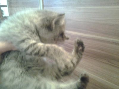 Лот: 6039776. Фото: 1. Котеночек девочка,мама-перс экзотик... Кошки, котята