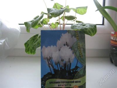 Лот: 647163. Фото: 1. Цикломен мини Бригитта. Горшечные растения и комнатные цветы