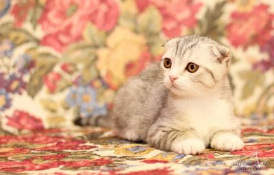 Лот: 4074296. Фото: 1. Плюшевая шерстка. Кошки, котята