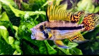 Лот: 16387262. Фото: 1. Апистограмма какаду (Apistogramma... Рыбки
