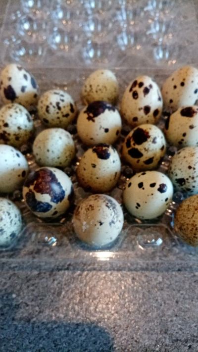Лот: 17869694. Фото: 1. Перепелиное яйцо. Мясо, птица, яйцо