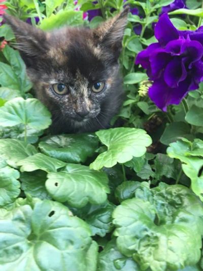 Лот: 11878638. Фото: 1. пантера. Кошки, котята