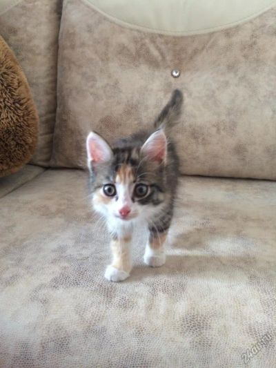 Лот: 5704126. Фото: 1. Отдадим котенка в хорошие ручки... Кошки, котята
