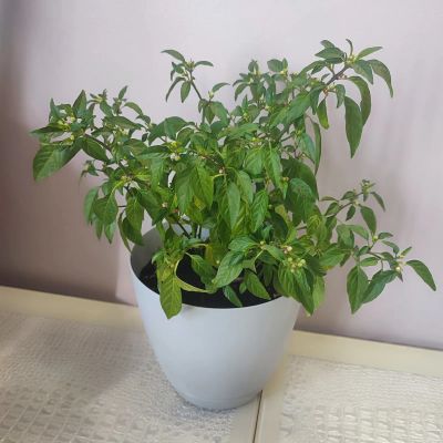 Лот: 23508386. Фото: 1. Перец кустарниковый мексиканец... Овощи