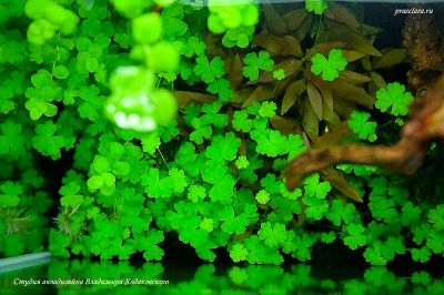 Лот: 7852989. Фото: 1. Гидрокотила трехраздельная (Hydrocotyle... Водные растения