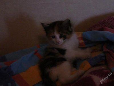 Лот: 1491725. Фото: 1. Отдам котенка(кошка) 1.5 месяца. Кошки, котята