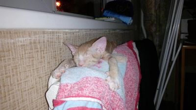 Лот: 9422706. Фото: 1. сфинкс велюровый. Кошки, котята