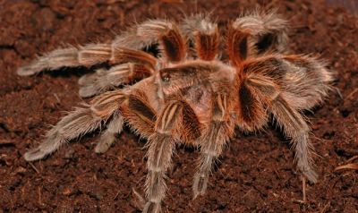 Лот: 3389133. Фото: 1. Парафиза скрофа (Paraphysa scrofa... Остальные животные