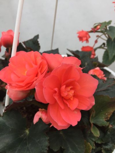 Лот: 17202487. Фото: 1. Бегония Easy Going Orange Pink. Горшечные растения и комнатные цветы