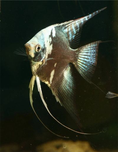 Лот: 18295553. Фото: 1. Скалярия Параиба Тёмная вуаль... Рыбки
