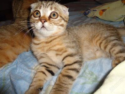 Лот: 2774679. Фото: 1. Шотландский котик. Кошки, котята