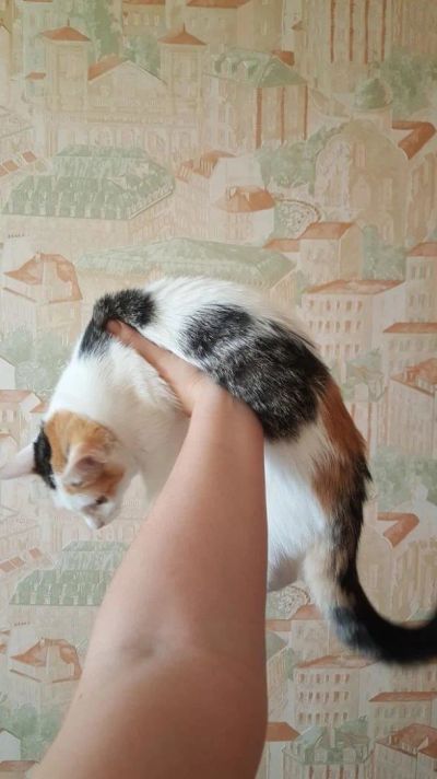 Лот: 10183985. Фото: 1. хорошая 3 цветная кошка 3 мес. Кошки, котята