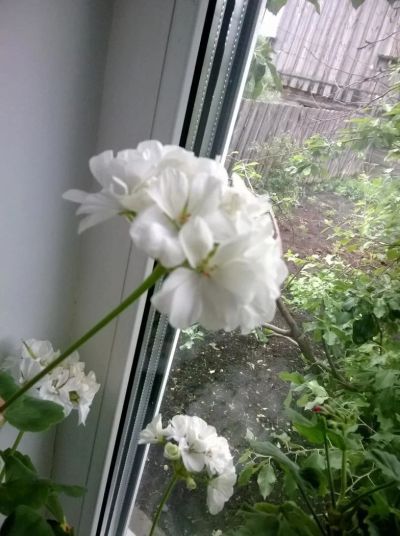 Лот: 9915560. Фото: 1. Герань белая. Горшечные растения и комнатные цветы