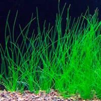 Лот: 6607874. Фото: 1. Ситняг крошечный (Eleocharis parvula... Водные растения