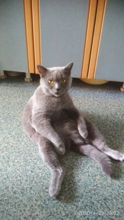 Лот: 15927271. Фото: 1. Котята. Кошки, котята