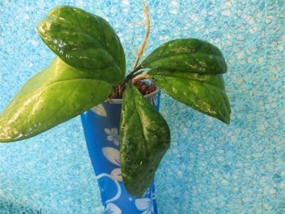 Лот: 4229164. Фото: 1. Хойя Виола-Hoya cv.Viola. Горшечные растения и комнатные цветы