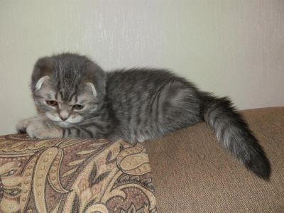Лот: 3662427. Фото: 1. Вислоухий пушистик. Кошки, котята