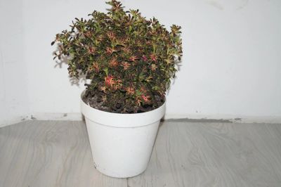 Лот: 8094876. Фото: 1. Колеус 3. Горшечные растения и комнатные цветы