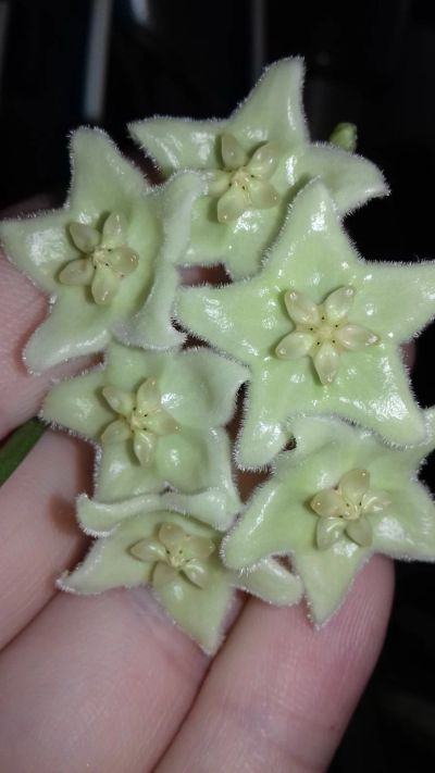 Лот: 15761054. Фото: 1. хойя Хлоранта chlorantha укорененный... Горшечные растения и комнатные цветы