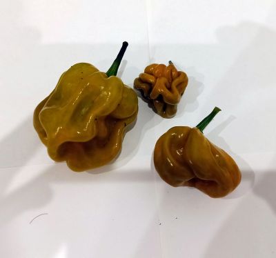 Лот: 14573180. Фото: 1. Плод перца Habanero Mustard, Хабанеро... Овощи, фрукты, зелень