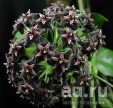 Лот: 13552604. Фото: 1. Хойя Hoya Pubicalyx Black Dragon... Горшечные растения и комнатные цветы