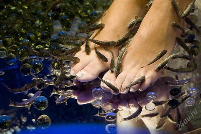Лот: 1011618. Фото: 1. FISH-SPA пилинг рыбками гарра-руфа. Другое (красота и здоровье)
