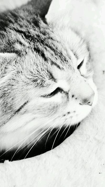 Лот: 7160932. Фото: 1. Кот. Кошки, котята