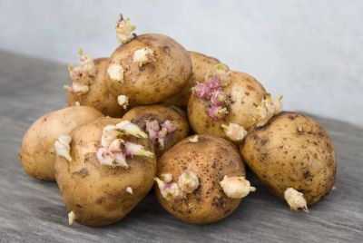 Лот: 18999099. Фото: 1. ОТБОРный (из куста) семенной картофель... Овощи