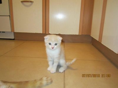 Лот: 5723490. Фото: 1. котята. Кошки, котята