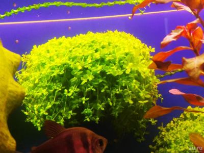 Лот: 11204732. Фото: 1. Микрантемум «Монте Карло» (Micranthemum... Водные растения