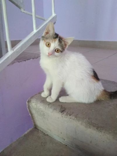 Лот: 11451541. Фото: 1. Продам замечательную кошечку... Кошки, котята