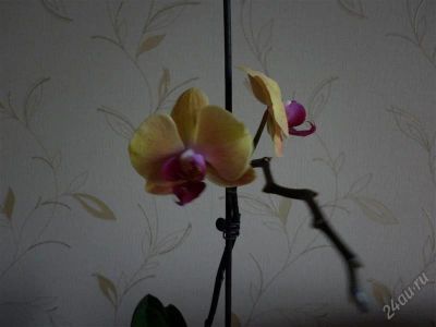 Лот: 1738955. Фото: 1. Орхидея Фаленопсис. Горшечные растения и комнатные цветы