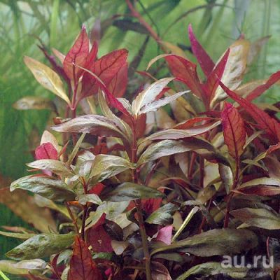 Лот: 8877538. Фото: 1. Альтернантера Лиловая (Alternanthera... Водные растения