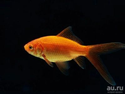 Лот: 16200344. Фото: 1. Золотая рыбка Комета (Carassius... Рыбки