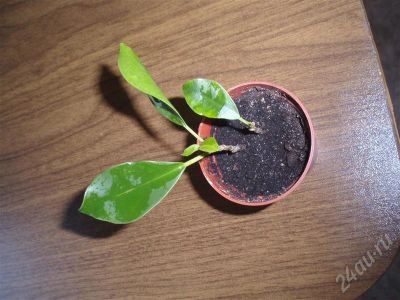 Лот: 399886. Фото: 1. Ficus retusa(фикус притупленный... Горшечные растения и комнатные цветы