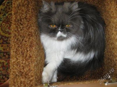 Лот: 1333080. Фото: 1. отдам кошку в хорошие руки. Кошки, котята