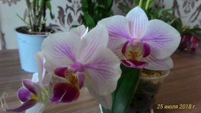 Лот: 11848070. Фото: 1. Орхидея фаленопсис, цветет. Горшечные растения и комнатные цветы