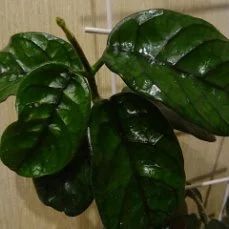Лот: 16402145. Фото: 1. Хойя -Hoya villosa cao dang. Горшечные растения и комнатные цветы