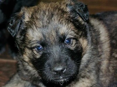 Лот: 4805144. Фото: 1. Подарю. Щенок Двортерьера. Для... Собаки, щенки