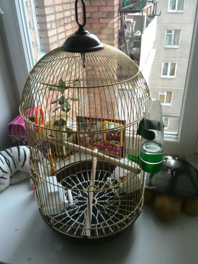 Лот: 4674499. Фото: 1. Продадим в добрые заботливые руки... Птицы