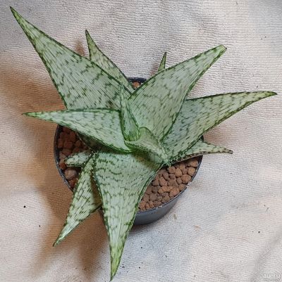 Лот: 18300851. Фото: 1. Алоэ Раухи "Снежинка" Aloe Rauhii... Горшечные растения и комнатные цветы