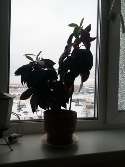 Лот: 10732092. Фото: 1. Кодиум или кротон с бордовыми... Горшечные растения и комнатные цветы