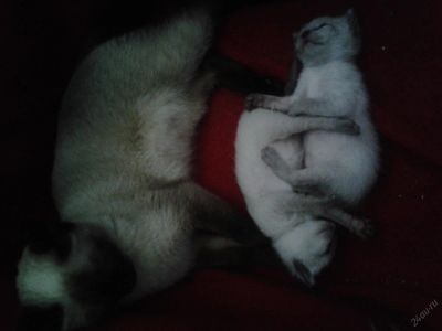 Лот: 5812227. Фото: 1. Сиамский котенок мальчик. Кошки, котята