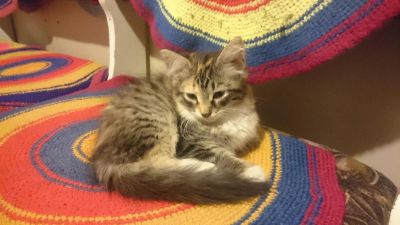 Лот: 7826935. Фото: 1. Котята 2 мес). Кошки, котята