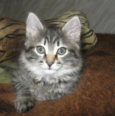 Лот: 3442969. Фото: 1. Котёнок. Кошки, котята