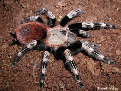Лот: 4435721. Фото: 1. Паук Nhandu chromatus L9. Остальные животные