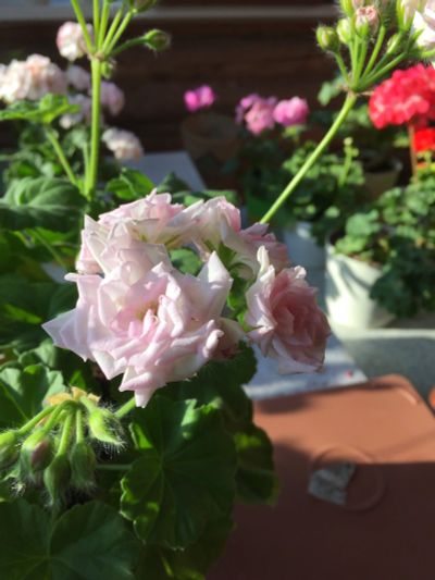Лот: 11842380. Фото: 1. Пеларгония Millfield Rose. Горшечные растения и комнатные цветы