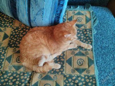 Лот: 2757936. Фото: 1. Отдам кота в хорошие руки. Кошки, котята