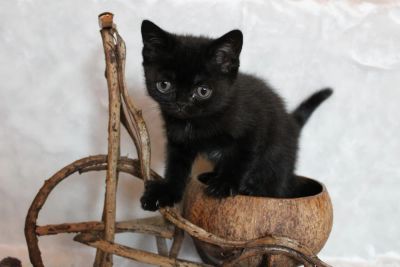 Лот: 9424630. Фото: 1. продам британских котят. Кошки, котята